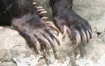 paw with claws Asiatic black bear